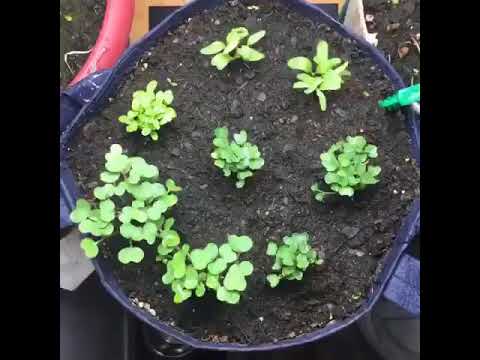 SeedSheets GrowthTimelapse  Grow Your Own Garden