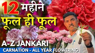 एक बार लगाएं, 12 महीने फूल ही फूल पाएं 🌸 | Carnation Flower Plant Full Guide || Carnation Plant