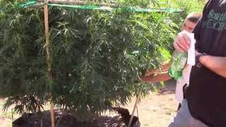 Bigley Ranches 2013 Medical Cannabis Grow Season