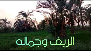 الريف المصرى وجماله يوم جديد فى المزرعة