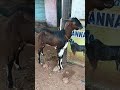 பண்ணை மட்டன் ஸ்டால்  #arampannaivillagelife#goatmeat#portainfood#farmerlife#naturelove#youtubeshorts