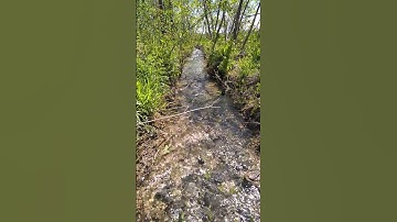 Thumbnail of Beautiful little river in the garden 2023