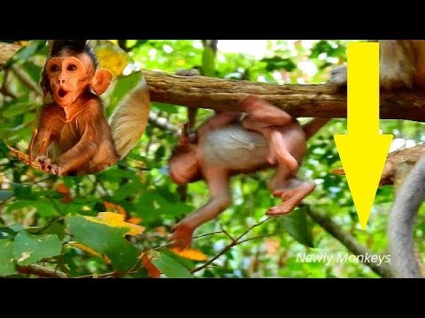 baby monkey crying for milk Pity baby Gino | Kidnapper takes Gino to high tree, Gino scream calls mom help until like this