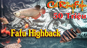 Đột Nhập Nhà Sư Phụ Nuôi Cá Rồng Trị Giá Ngàn Đô "USD" Ở Bạc Liêu | Arowana fafu