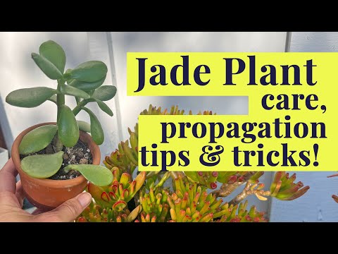 Jade Plant - Succulent Care U0026 Propagation