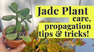Jade Plant  Succulent Care & Propagation