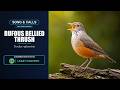 Rufous-bellied Thrush Song &amp; Calls | Turdus rufiventris | Spectrogram