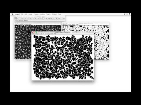 FIJI for Quantification: Cell Segmentation