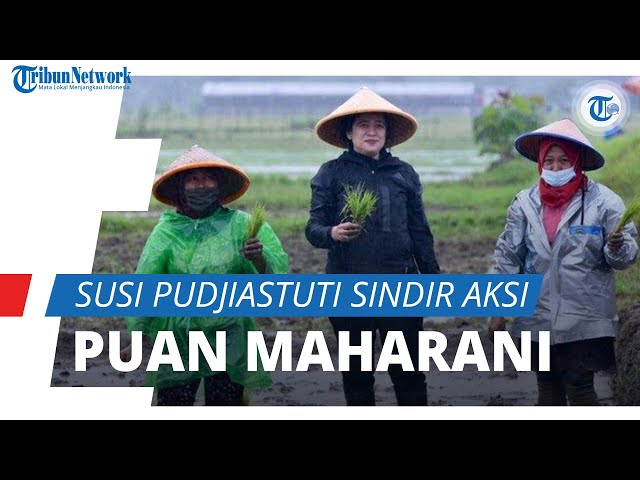 Susi pudjiastuti sindir aksi puan maharani menanam padi di tengah hujan, cuitannya sampai viral