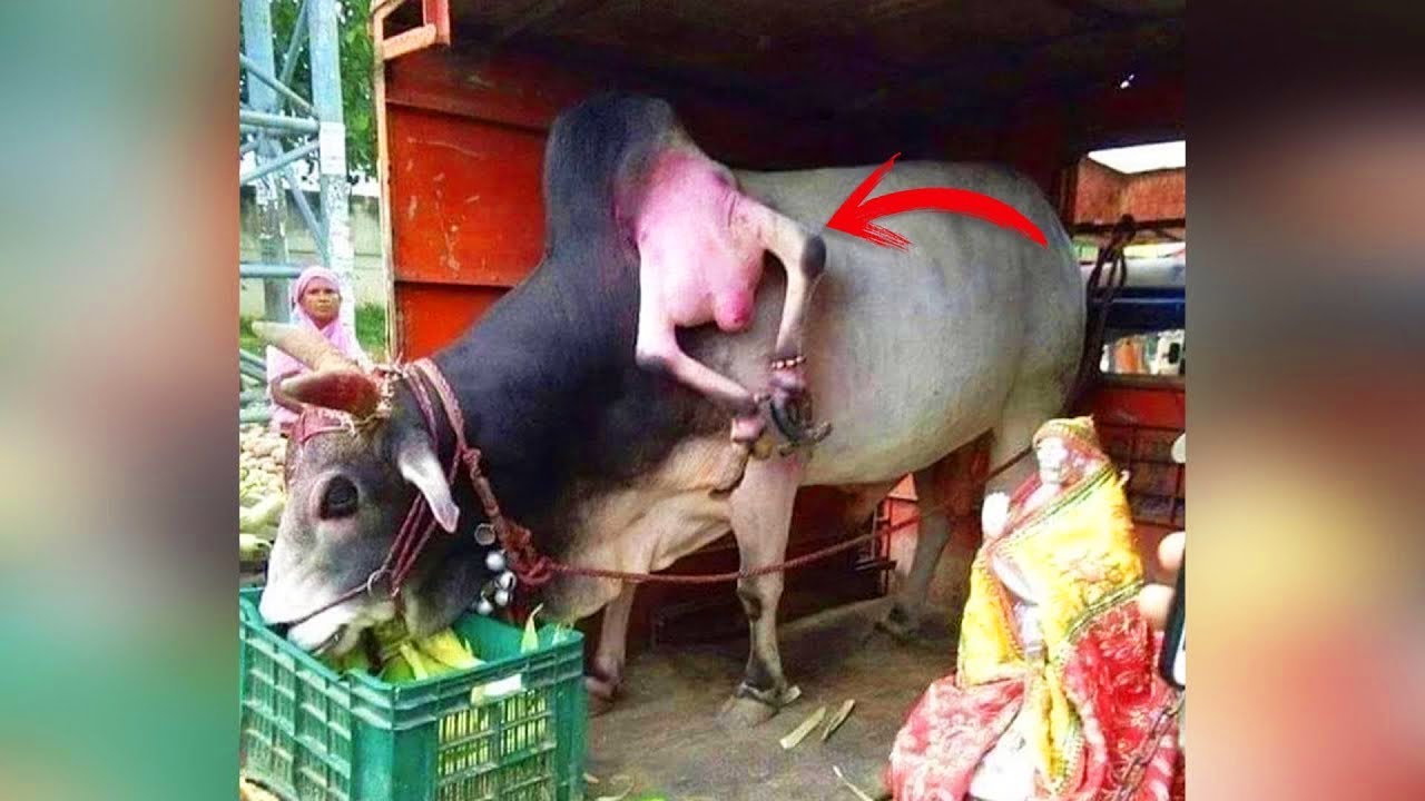 لا يصدق! انظروا ما التقطته كاميرات المراقبة من أحداث غريبة ومثيرة للجدل في الحياة الواقعية !!