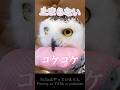 #394 ニワトリみたいなシロフクロウMy Snowy Owl sounds funny when she is too happy#snowyowl #シロフクロウ #owl #フクロウ