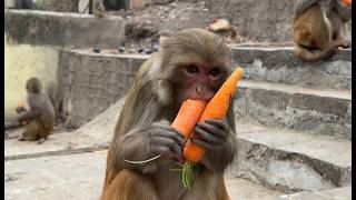 Distributing carrots to a group of monkeys and feeding hungry dogs