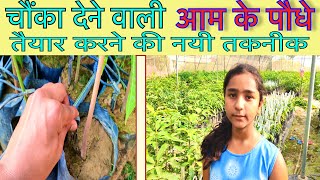 आम की पौध तैयार करने का जबरदस्त तरीका Amazing method for growing mango saplings Indian Mango Farming