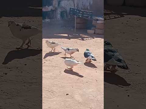 هادو هوما لحمايم لي بقاو والباقي يجو غير ياكلو برك وراني مرحب بيهم حمام حمام زاجل