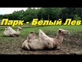 ЖИВОТНЫЕ И ПТИЦЫ - ПАРК - БЕЛЫЙ ЛЕВ !