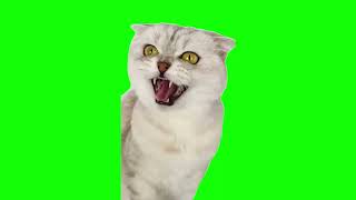 Green Screen Laughing Cats Meme