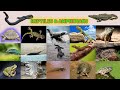 Reptiles &amp; Amphibians Name in English with Pictures