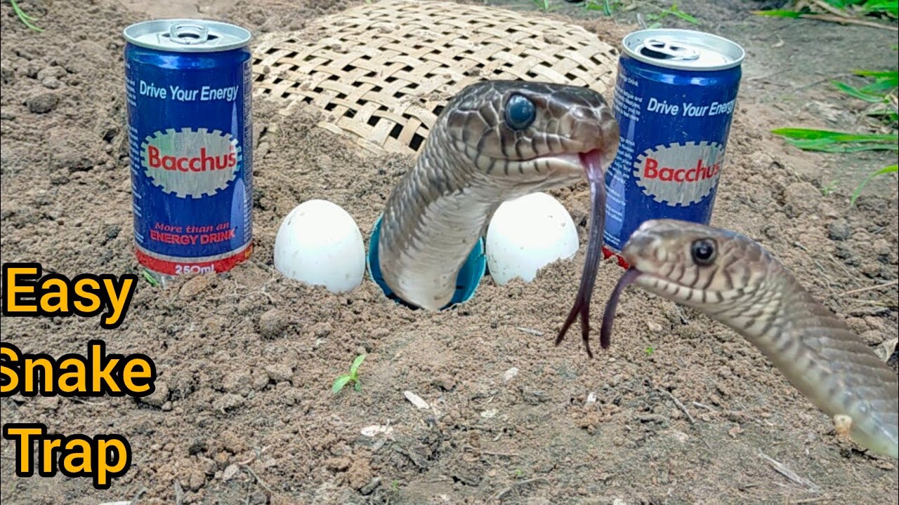 Trap Using Rope Primitive Animal TrapNew technique to build a fast snake trap using ...