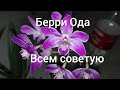 Орхидея Дендробиум Берри Ода, самая благодарная , цветет очень часто