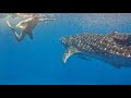 MADAGASCAR, Whale Sharks in Nosy Be, BACKSTAGE: Amazing Planet (4K) 2022