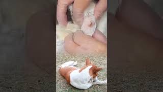 Toxic Dirt Removed from Cat!Care brings relief 💚#CatCare #AnimalRescue