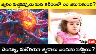 What is Fever? Why Do We Get a Fever Telugu Badi | What Happens in Your Body When You Get Fever