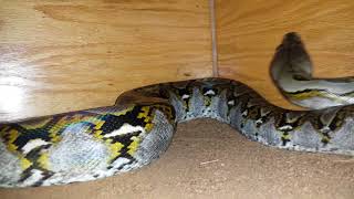Famous Update on remy the reticulated python! Profile