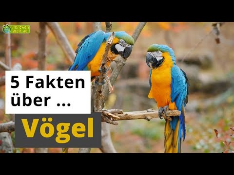 Video: Haben Vögel Daumen?