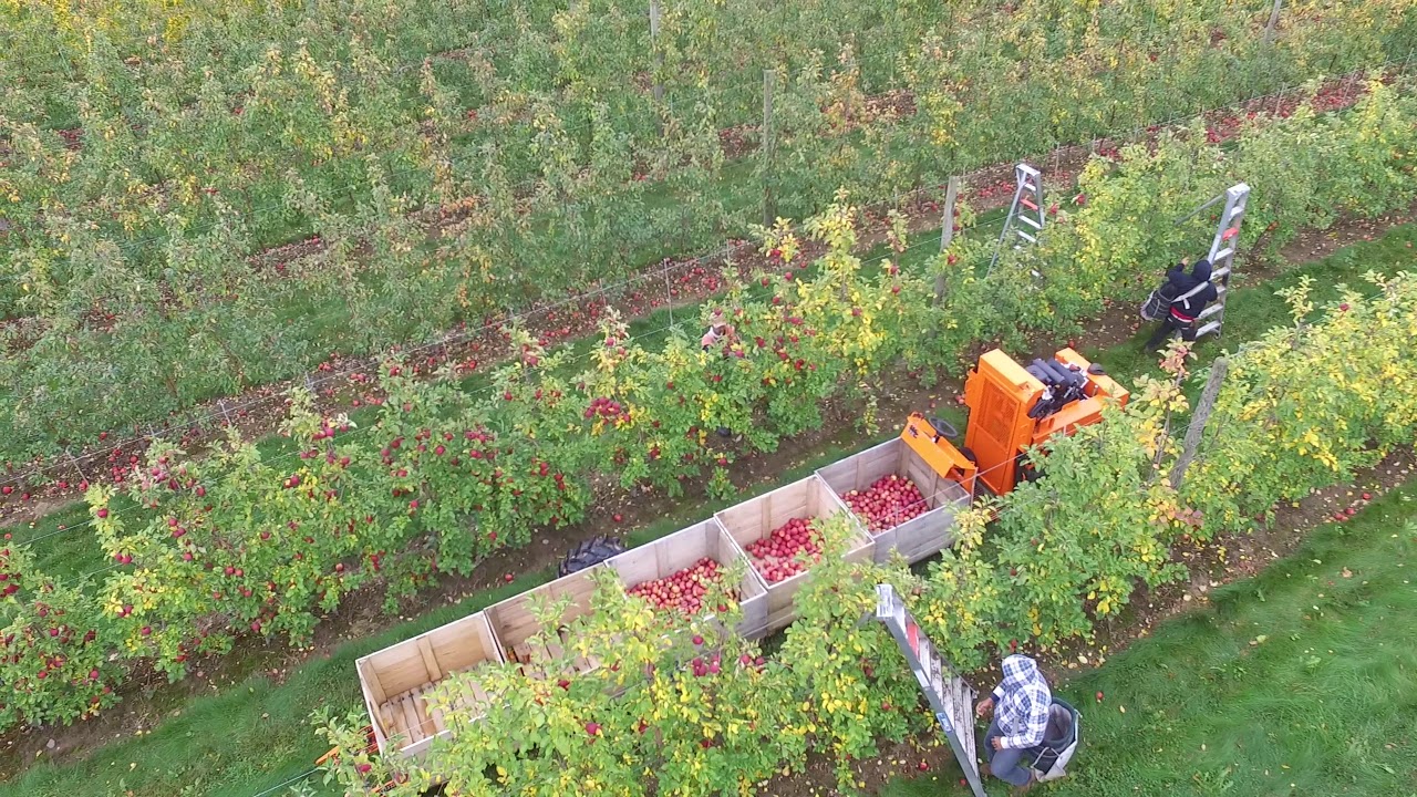 Huron Fruit Systems Self Propelled Bin Trailer with pickers