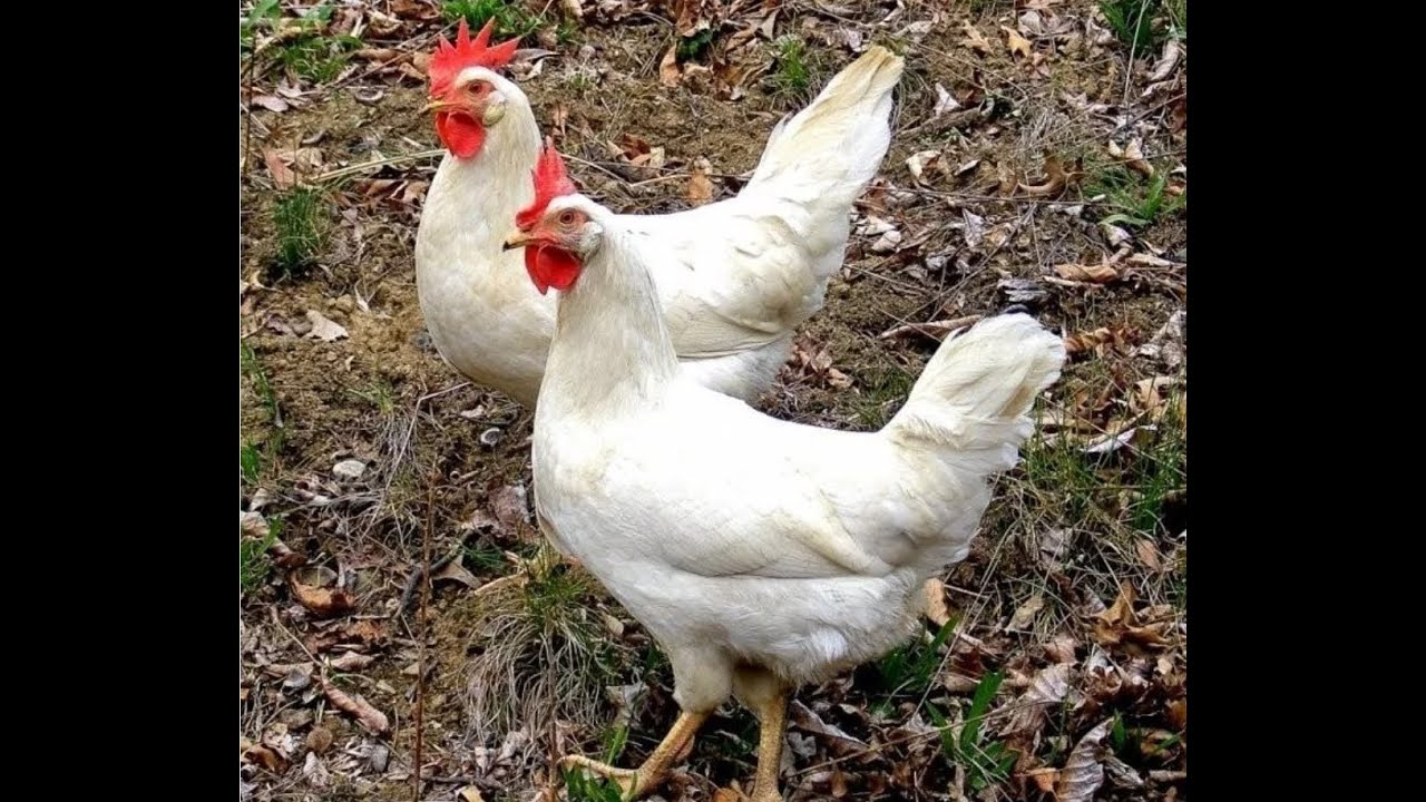 Курица первого дня. Молодая курица. Леггорн и Ломан Браун. Леггорн серебристый фото. Ангарские куры несушки.