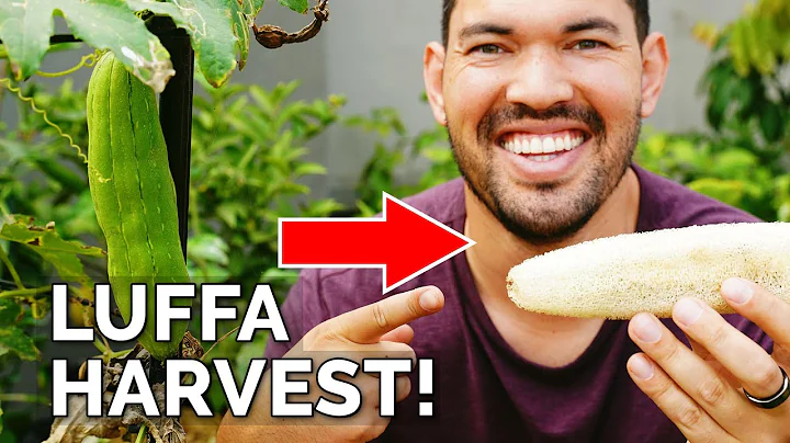 I Grew My Own Luffa Sponge | Luffa Gourd Harvest & Growing Tips - DayDayNews