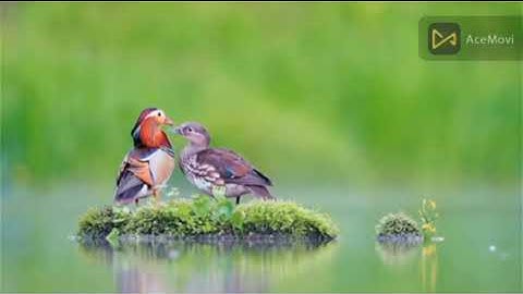 ما تيسر من سورة التوبة بصوت الشيخ ماهر المعيقلي من صلاة التهجد عام 1431