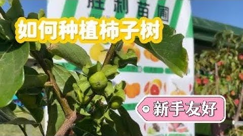 一起来种柿子树，种植与养护！Fuyu Persimmon