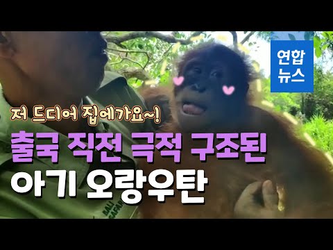 &amp;quot;밀반출 당할 뻔&amp;quot;…공항서 구조된 아기 오랑우탄, 집으로! / 연합뉴스 (Yonhapnews)