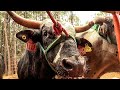 LLEGO CON PURO TORO AMERICANO IMPARABLE // Rancho San Nicolás En El Cheratillo Michoacan