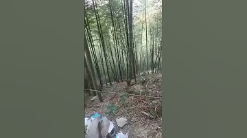 Bamboo Cableway Transportation Process - Unique tools to boost efficiency and streamline work