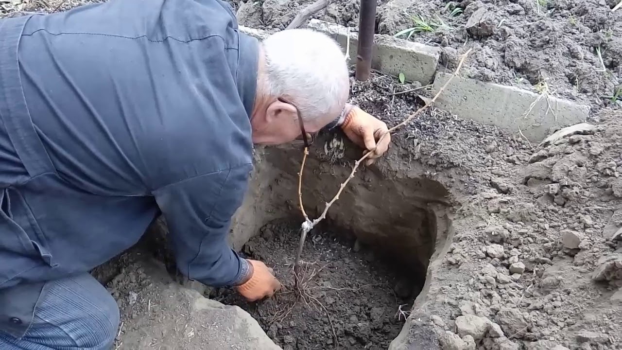 Когда садят саженцы. Посадка винограда осенью. Высадка саженцев винограда. Яма для виноград в Сибири. Яма для саженца винограда.