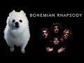 Queen  bohemian rhapsody em cachorrs