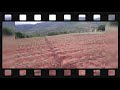 platio de tomate na fertirrigação perseo