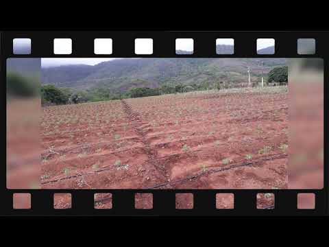 Vídeo: Fertilizantes Para Mudas De Tomate E Pimenta: Armazene E Temperos Caseiros
