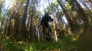 Soria MTB Bosque de Pinares