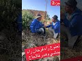 نعنوع راه يمشي و يهدر فالحاج