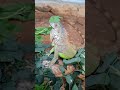 Pilih Pilih Daun Muda #iguana #pets #asmr