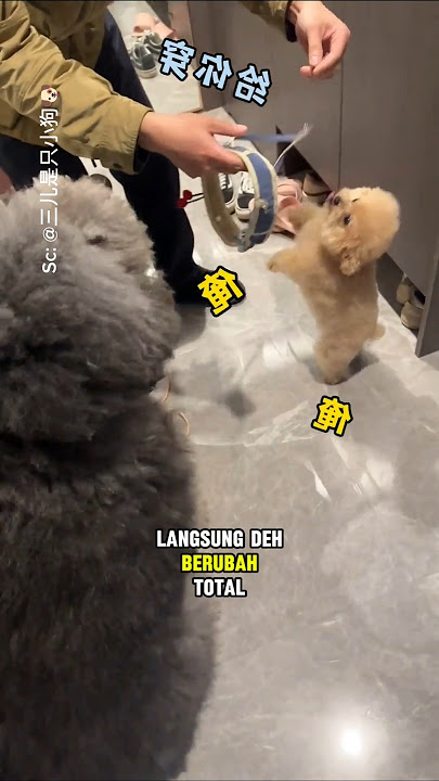 This little dog is grumbling in protest at its owner.