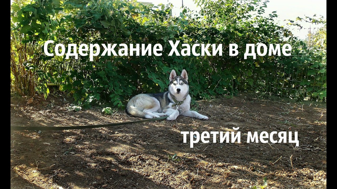 Содержание хаски. Содержание хаски