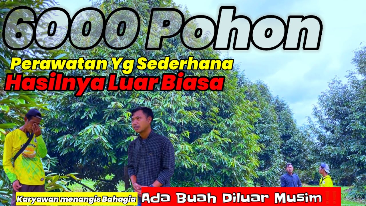 ABN Farm||Kebun Durian Indah,Inspiratif.Perawatan Sederhana Hasilnya Luar Biasa,Berbuah Diluar Musim