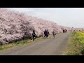 熊谷桜堤