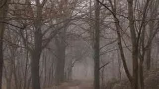 Terrifying Sasquatch Noises (Clicks and Whoops)