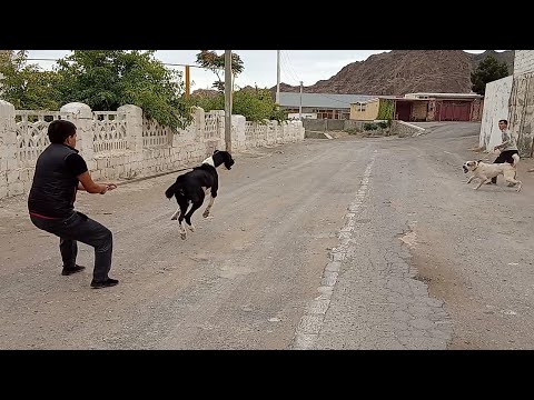 Душман - когда не поделили дорогу Туркменский Волкодав Turkmen Alabay Central Asian Dogs Alabai