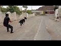 Душман - когда не поделили дорогу Туркменский Волкодав Turkmen Alabay Central Asian Dogs Alabai